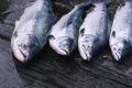 salmon_wild_36360784.jpg